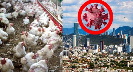 ¿El inicio de otra pandemia? Reportan presencia de virus aviar en N.L.
