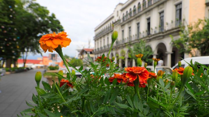 Con flores de cempasúchil inicia conmemoración del Día de muertos