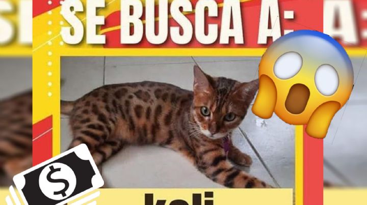 Entregan gato perdido y rechazan recompensa de ¡10 mil pesos!
