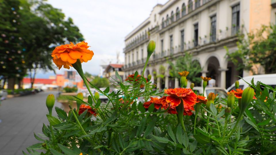 inicia el día de muertos adornando las calles con Flores de Cempasúchil.