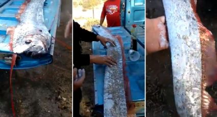 VIDEO: Capturan a un pez remo, el que predice sismos, en Sinaloa