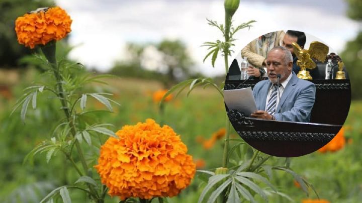 Alertan en Hidalgo por venta de cempoalxóchitl, copia pirata del cempasúchil