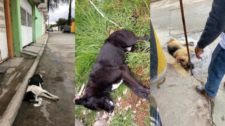 Alerta envenenamiento de perros en Hidalgo, tras campaña de odio