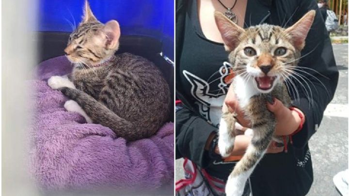 ¡Justicia para Haru! Denuncian asesinato de gatito en CCH Vallejo