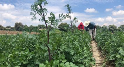 Siembran cilantro y brócoli para sobrevivir; se enfrentan a inflación en Edomex