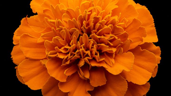 ¿Cuál es el significado de la flor de cempasúchil en el Día de Muertos?