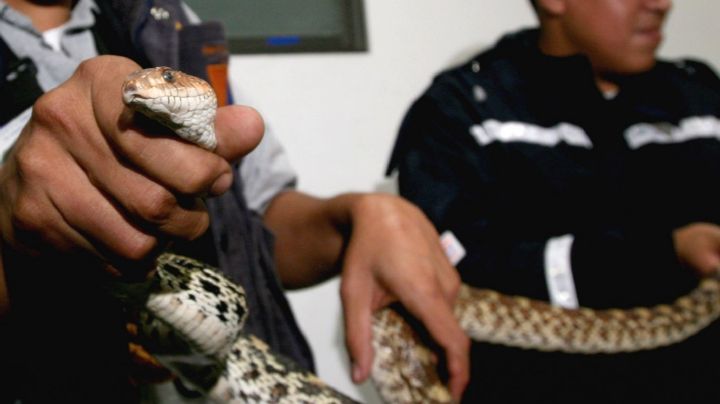 Pitón engulle a mujer de 54 años; vecinos la rescatan