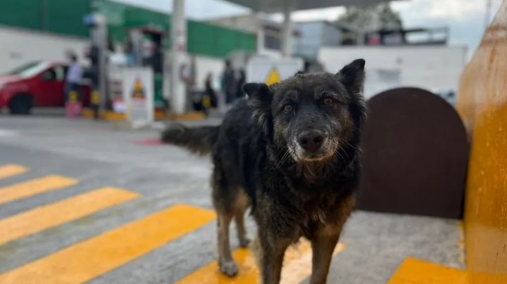Perrita es adoptada por una Gasolinera en Toluca, Edomex