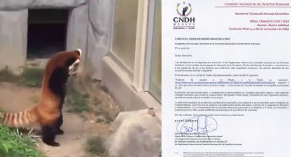 El video del panda rojo que enojó a Rosario Piedra Ibarra, que ¿sintió “la pedrada”?