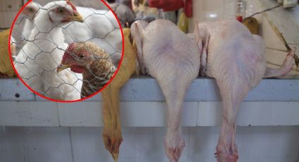 Gripe aviar pone "en jaque" las fiestas decembrinas
