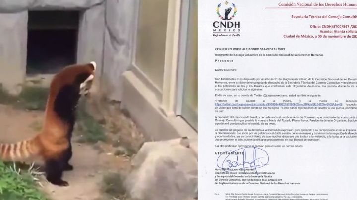 El video del panda rojo que enojó a Rosario Piedra Ibarra, que ¿sintió “la pedrada”?