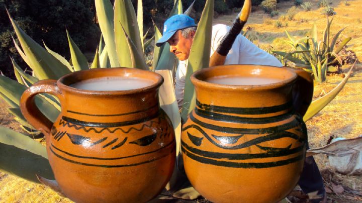 Pulque: ¿Por qué es la bebida de los dioses y cuáles son sus beneficios?