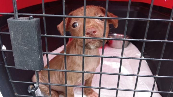 Perros yucacanadienses: aquí les hacen el feo, en Canadá los adoptan