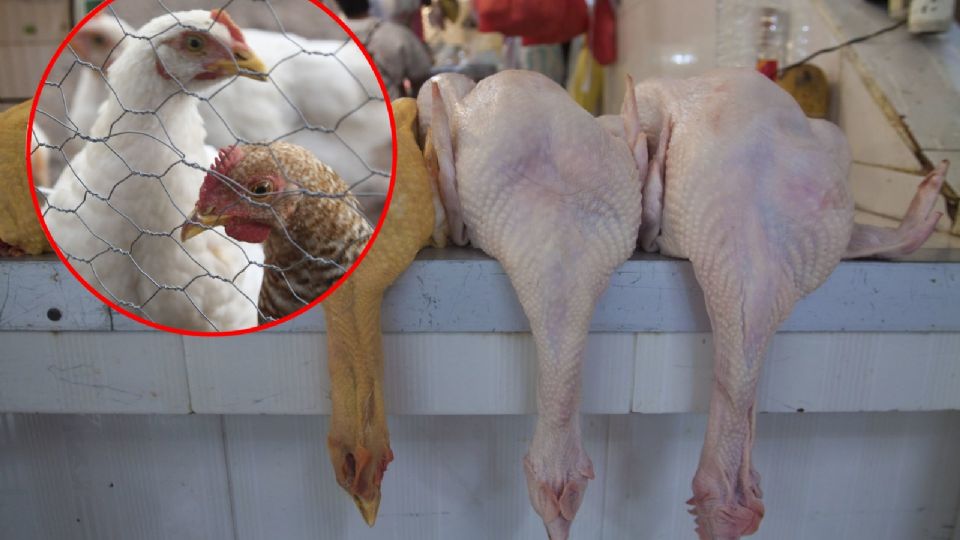 El motivo para encender las alertas en México, y principalmente en la región fronteriza, es que hasta el pasado 3 de noviembre en Estados Unidos los productores han sacrificado 49 millones de aves para contener la propagación del virus de la influenza aviar AH5N1.