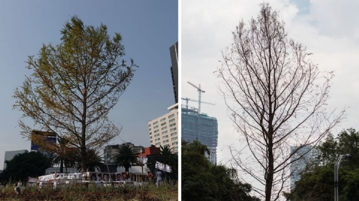 Sin hojas ni color, así se encuentra el ahuehuete de Reforma: ¿vive o muere?
