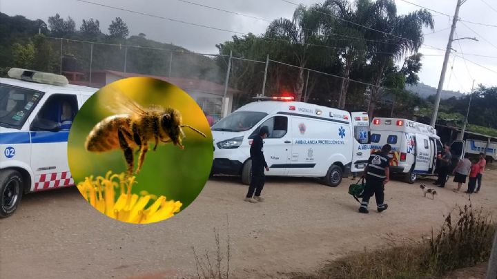 Abejas atacan a estudiantes en Xalapa: reportan 6 menores con picaduras