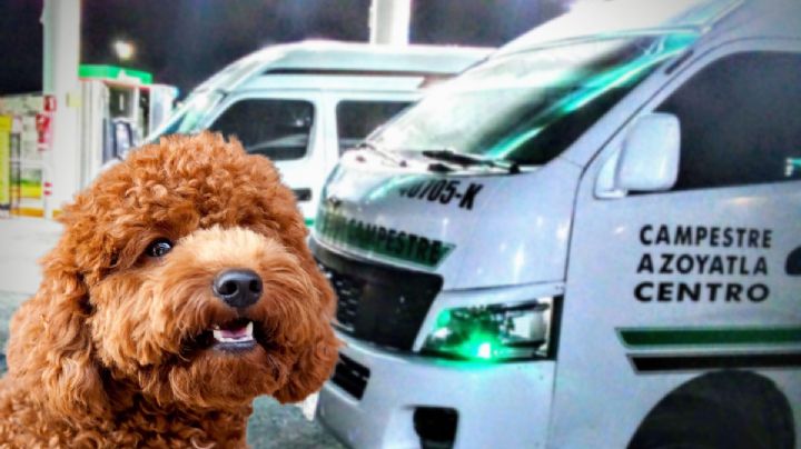 Chofer “centra” su combi y atropella a perrito en Pachuca