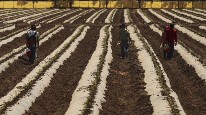 ¿Alcanzaremos la autosuficiencia alimentaria?