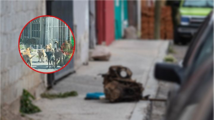 Joven muere tras ser atacado por una jauría en Ixtapaluca