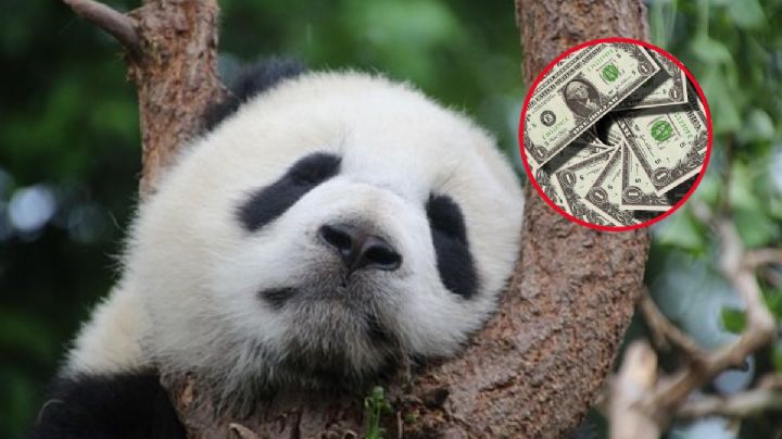 Hasta un millón de pesos tendría que pagar México para evitar desaparición de osos panda