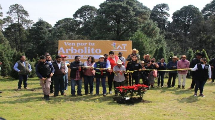 Arranca alcaldía Tlalpan corta y venta de árboles naturales de navidad
