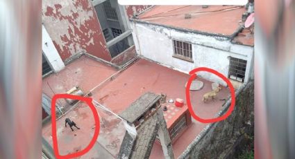 “Lloran de desesperación”; denuncian maltrato contra dos perritos en la Condesa