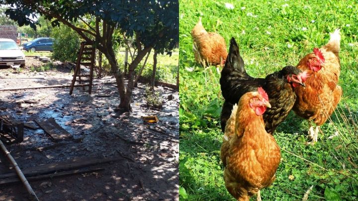 Electrocutados por querer robar unas gallinas; fallecen en el intento