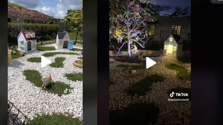 ¡Qué elegancia la de Francia! Perritos viven de manera lujosa y sorprende a todos