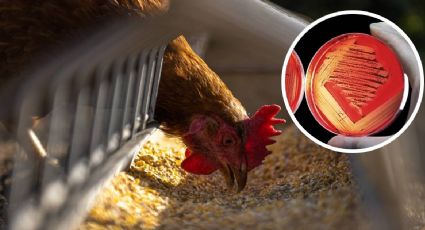 Registran casos de gripe aviar en Guanajuato