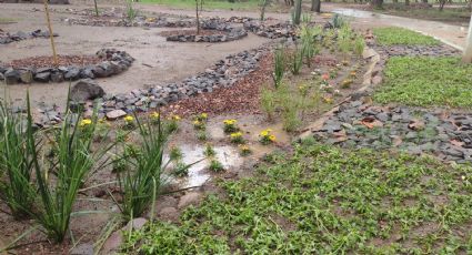 Sembrarán agua en bulevar Mariano Escobedo