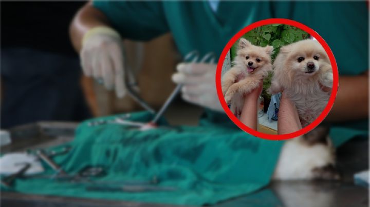 ¡Las Clínicas Veterinarias Públicas podrían ser una realidad en México! Aquí te contamos