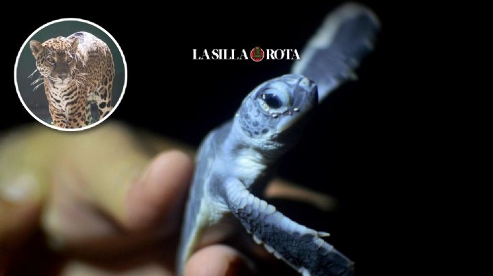 Tráfico de animales exóticos, a sólo un clic; de la selva para las grandes urbes