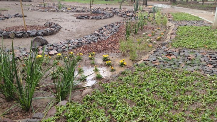 Sembrarán agua en bulevar Mariano Escobedo