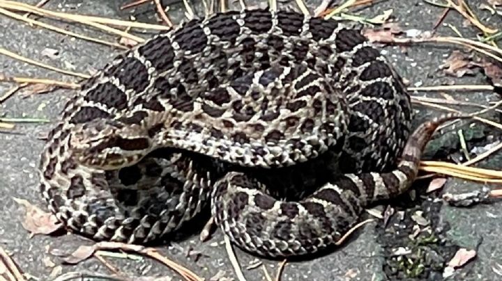 Avistamiento de víbora de cascabel causa revuelo en Edomex