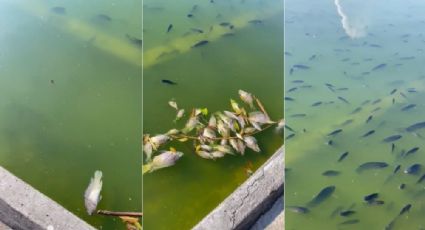 VIDEO: Mueren cientos de peces en Lago de Chapultepec; esto sabemos