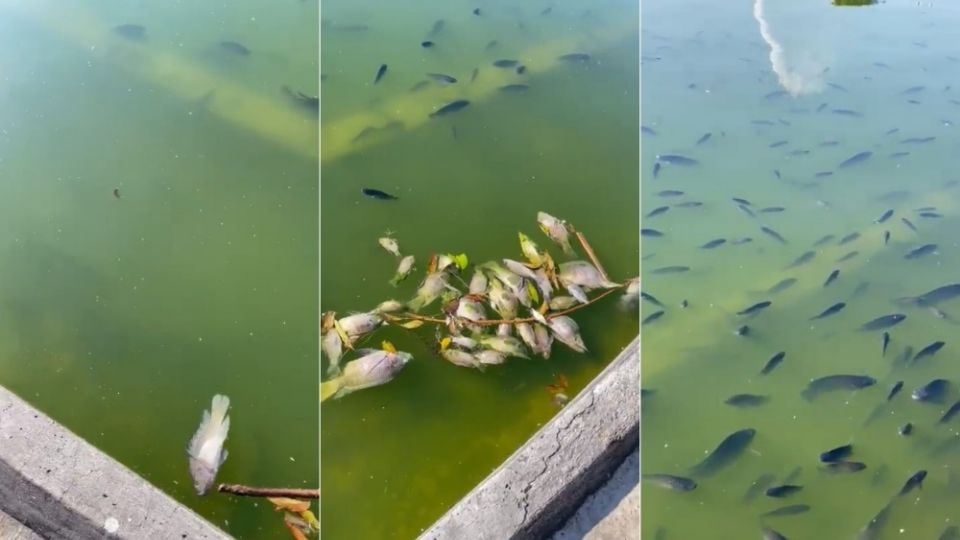 La disminución del agua en el Lago redujo la cantidad oxígeno, lo que ha provocado la muerte de los peces desde el 4 de noviembre, explicó el Bosque de Chapultepec