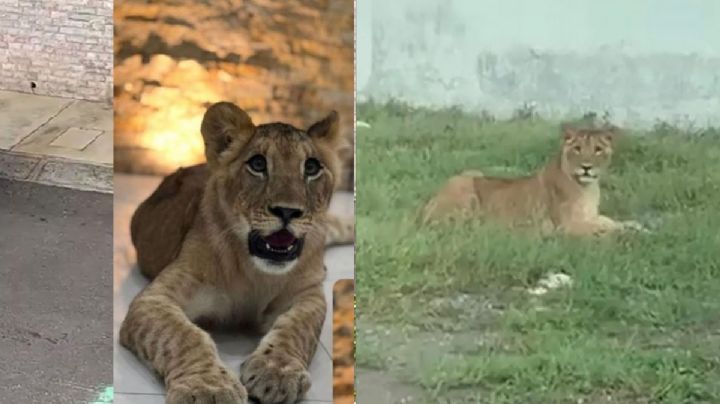 ¿Qué pasó con Nala, la leona de la Riviera Veracruzana?