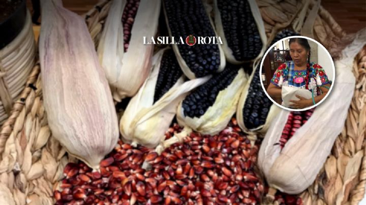 Crisis del maíz: sembramos menos porque pagan poco