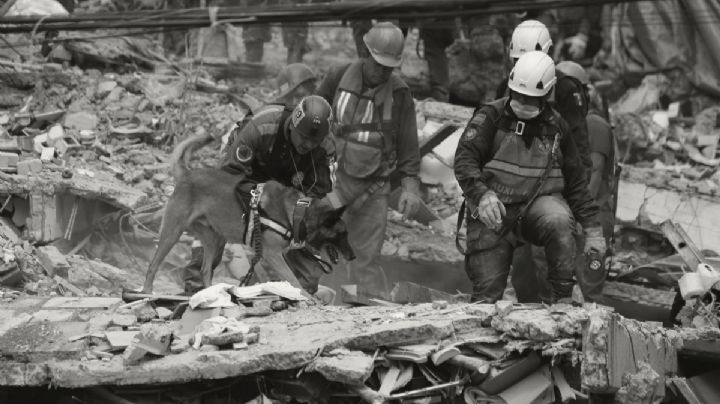 Muere  Laika, perrita rescatista en sismos de 2017