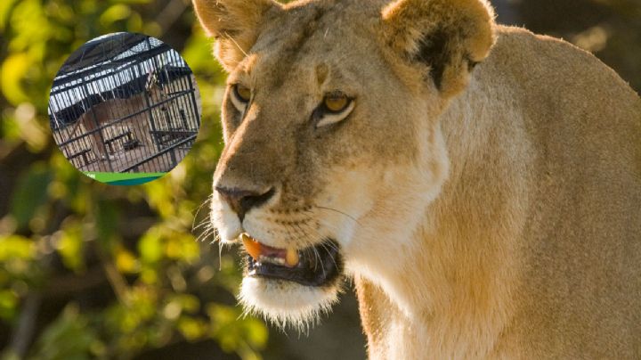 Rescatan leona con cuadro de desnutrición en Huejutla