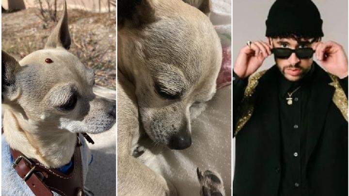 Ofrece boleto de Bad Bunny como recompensa para encontrar a su perrito