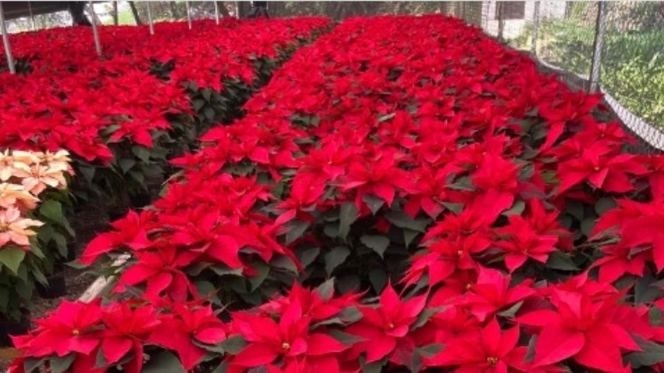 Este miércoles inicia en León la campaña de intercambio de nochebuenas por desechos reciclables,