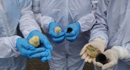 Ave migratoria provoca brote de gripe aviar en el parque más grande de Tijuana