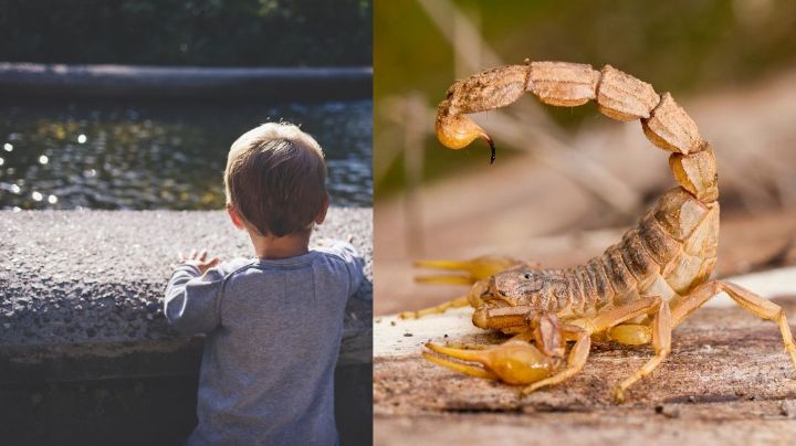 Niño de 7 años muere de siete infartos, tras ser picado por escorpión