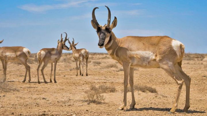 El berrendo, el hermoso antílope que se extinguió en Guanajuato