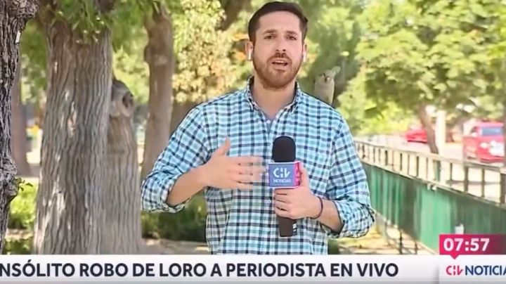 ¡Robo insólito en Chile! Periquito se aprovecha de reportero
