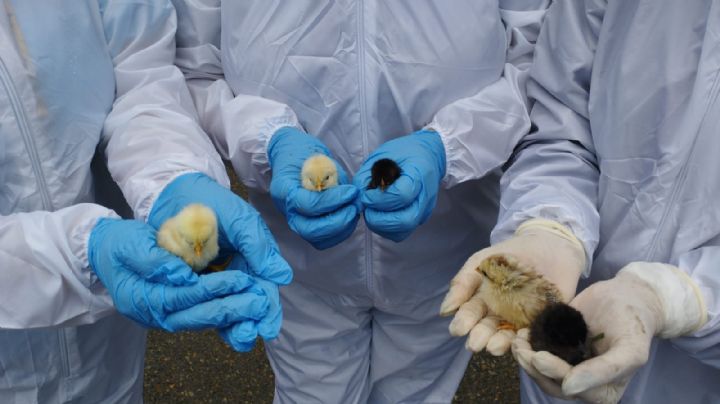 Ave migratoria provoca brote de gripe aviar en el parque más grande de Tijuana