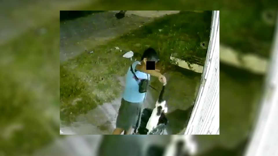 El video muestra al menor aventando un gato vivo a una casa con perros