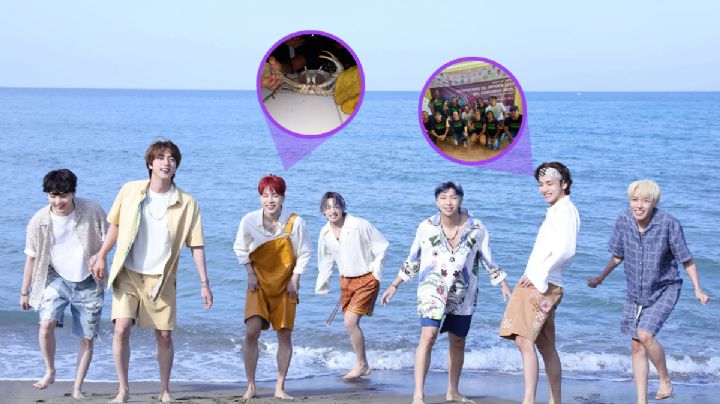 Be The Seed: Fans de BTS al rescate del cangrejo azul en Veracruz