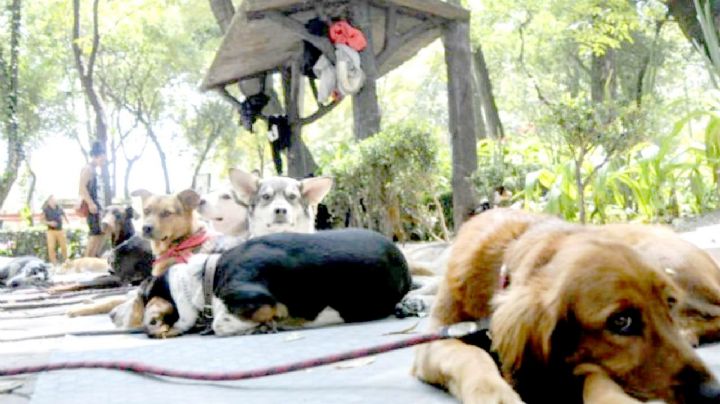 ¿CDMX, una ciudad amigable para mascotas?